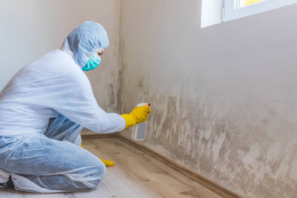 Professional mold removal team in Easton