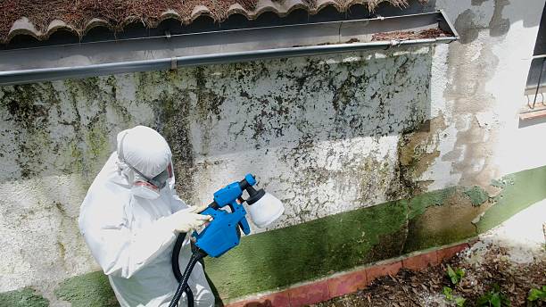 Mold Removal service in Easton